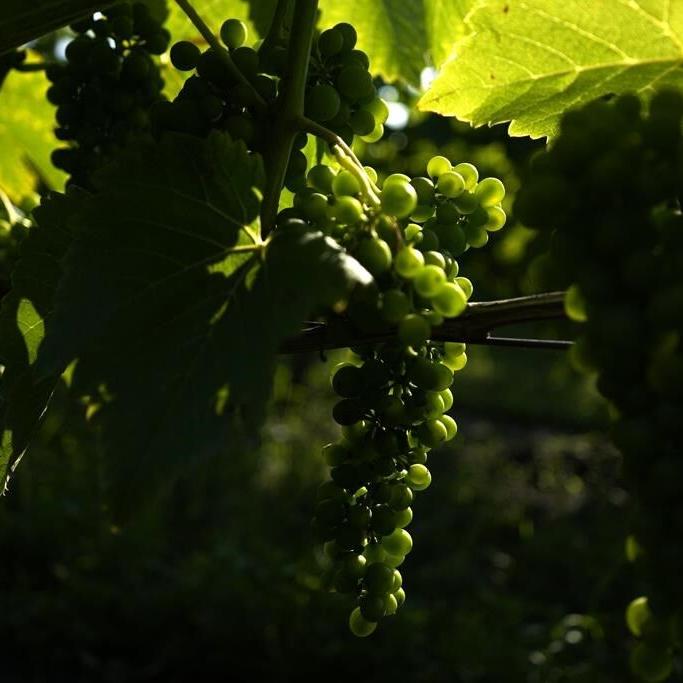 As world warms, Sweden sees opportunity to grow its young wine industry